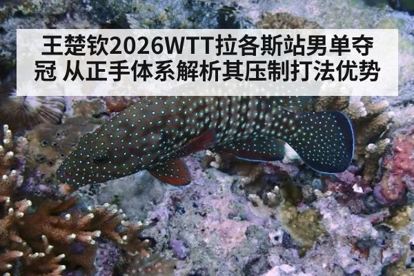 王楚钦2026WTT拉各斯站男单夺冠 从正手体系解析其压制打法优势